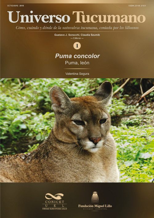 Universo Tucumano 1 (2018): Puma, león (Puma concolor)