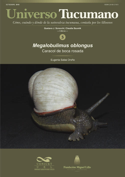 Universo Tucumano (3) (2018): Caracol de boca rosada (Megalobulimus oblongus)