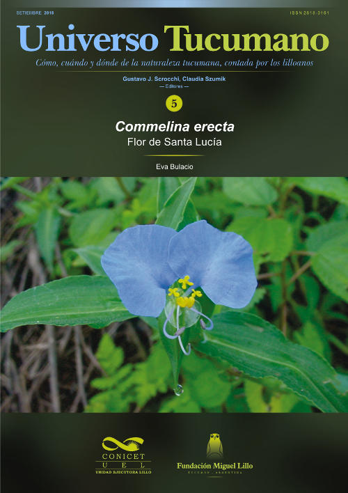 Universo Tucumano (5) (2018): Flor de Santa Lucía (Commelina erecta)