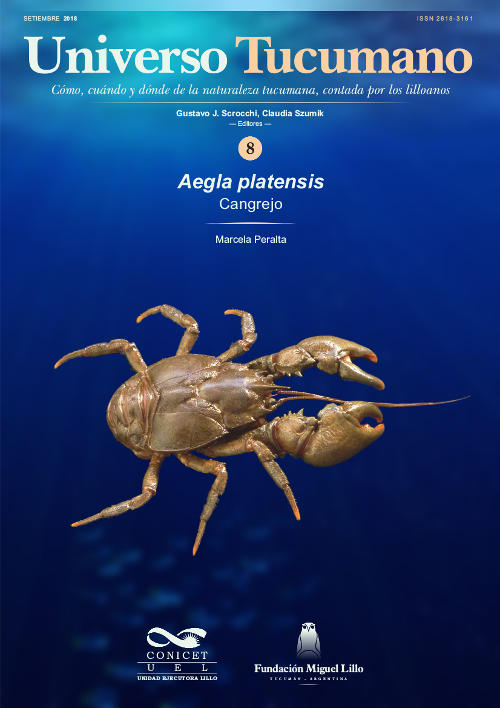 Universo Tucumano 8 (2018): Cangrejo (Aegla platensis)