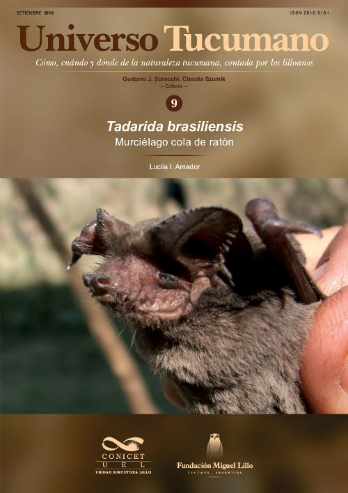 Universo Tucumano 9 (2018): Murciélago cola de ratón (Tadarida brasiliensis)