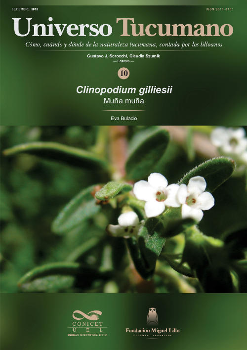 Universo Tucumano 10 (2018): Muña muña (Clinopodium gilliesii)