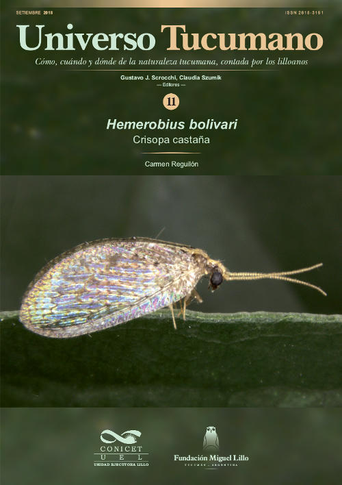 Universo Tucumano 11 (2018): Crisopa castaña (Hemerobius bolivari)