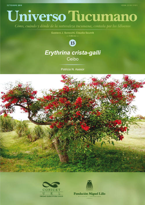 Universo Tucumano 13 (2018): Ceibo Erythrina (crista-galli)