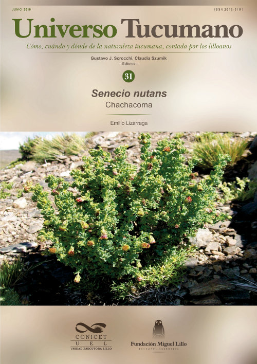 Chachacoma - Senecio nutans