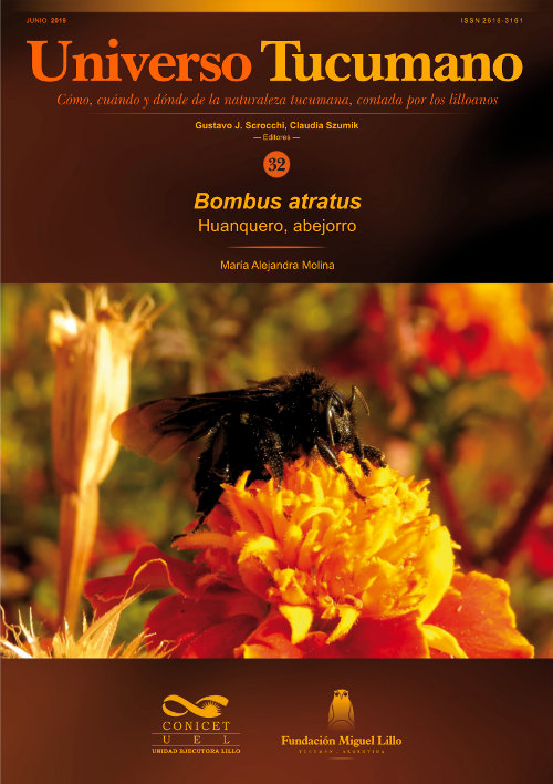Huanquero, abejorro - Bombus atratus
