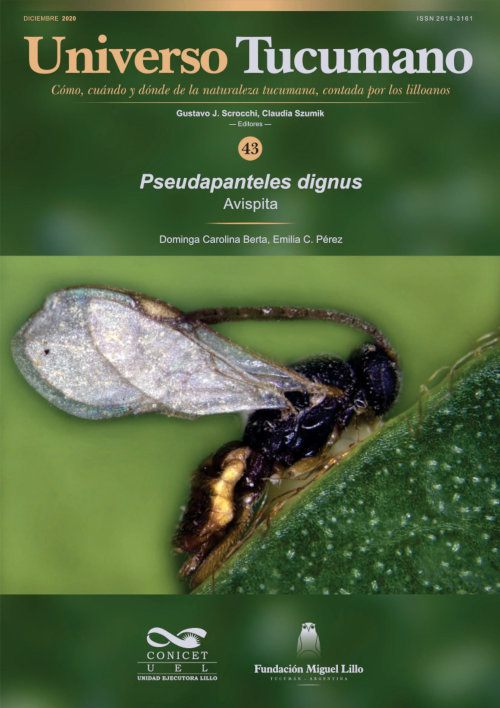 Universo Tucumano 43 (2019): Avispita