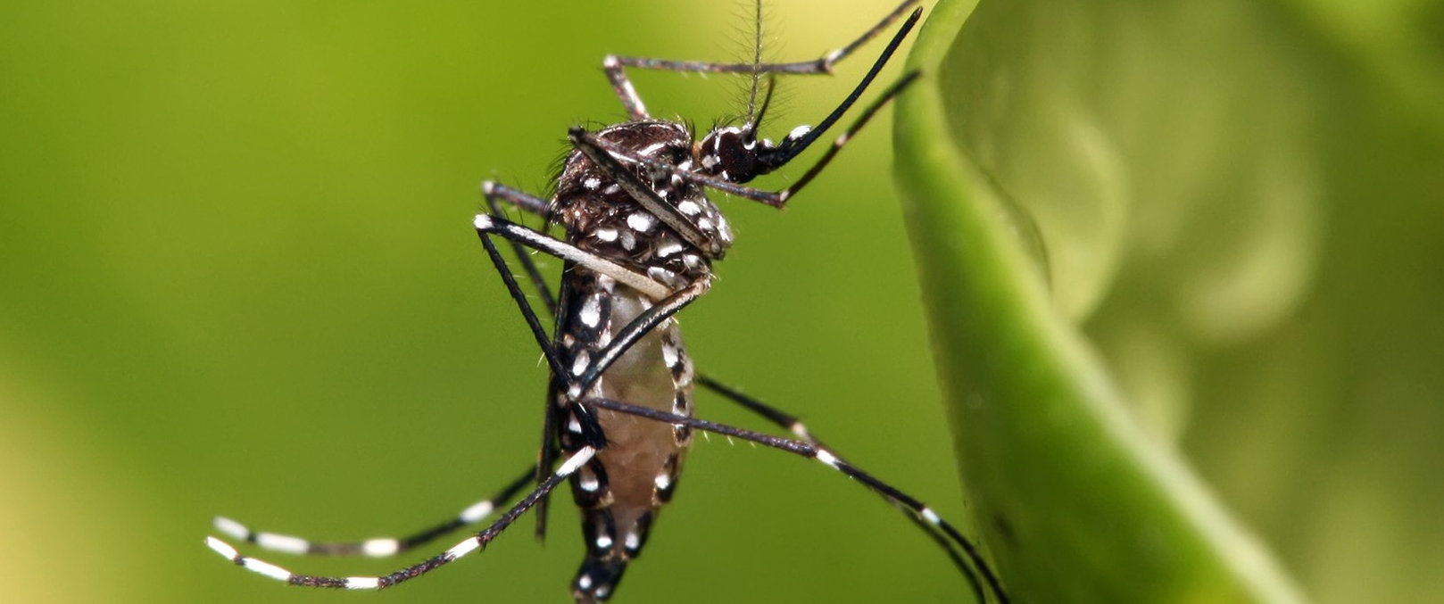 Aedes aegypti (Foto: Muhammad Mahdi Karim, Wikicommons 2020)