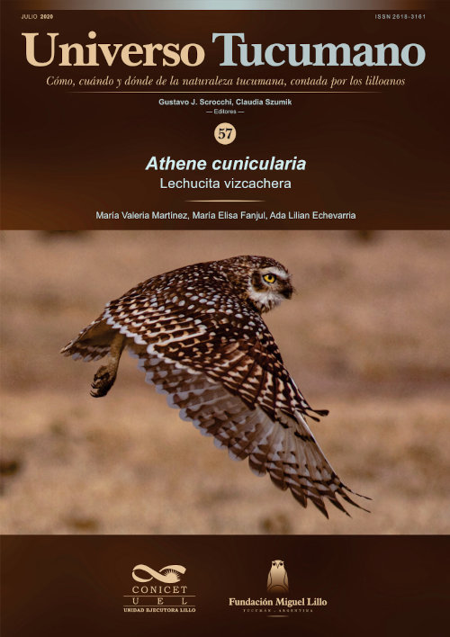 Universo Tucumano 57 (2020): Lechucita vizcachera / Athene cunicularia