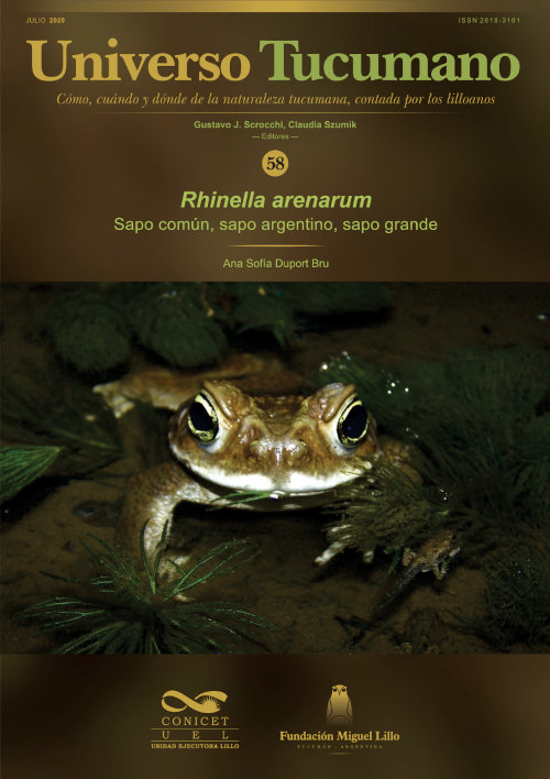 Universo Tucumano 58 (2020): Sapo común, sapo argentino, sapo grande / Rhinella arenarum