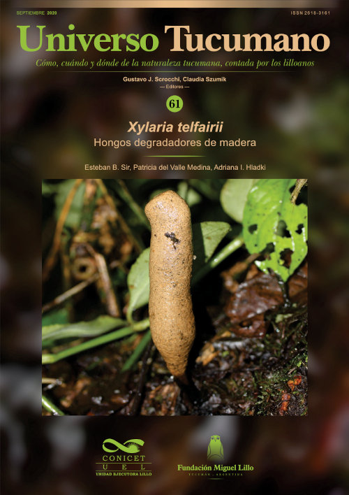 Universo Tucumano 61 (2020): Hongos degradadores de madera, Xylaria telfairii