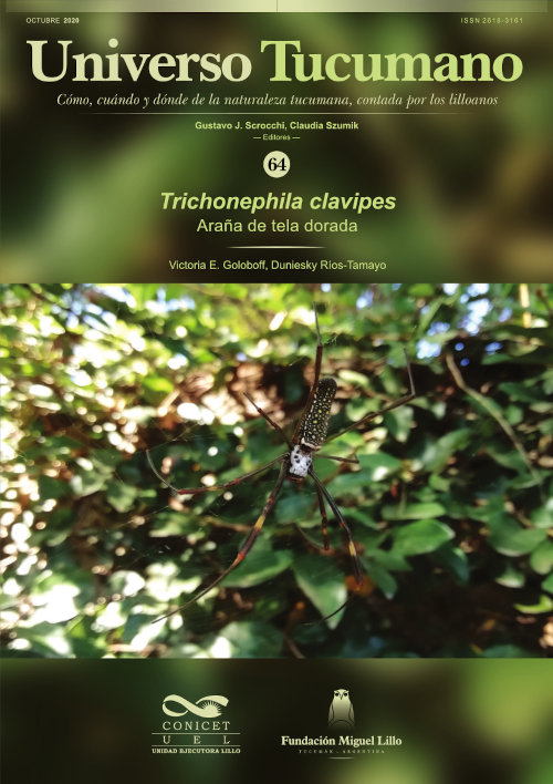 Universo Tucumano 64 (2020): Araña de tela dorada, Trichonephila clavipes