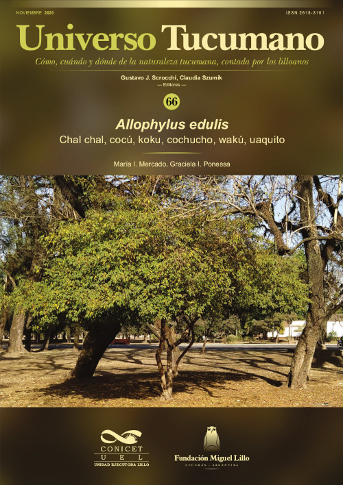 Allophylus edulis
