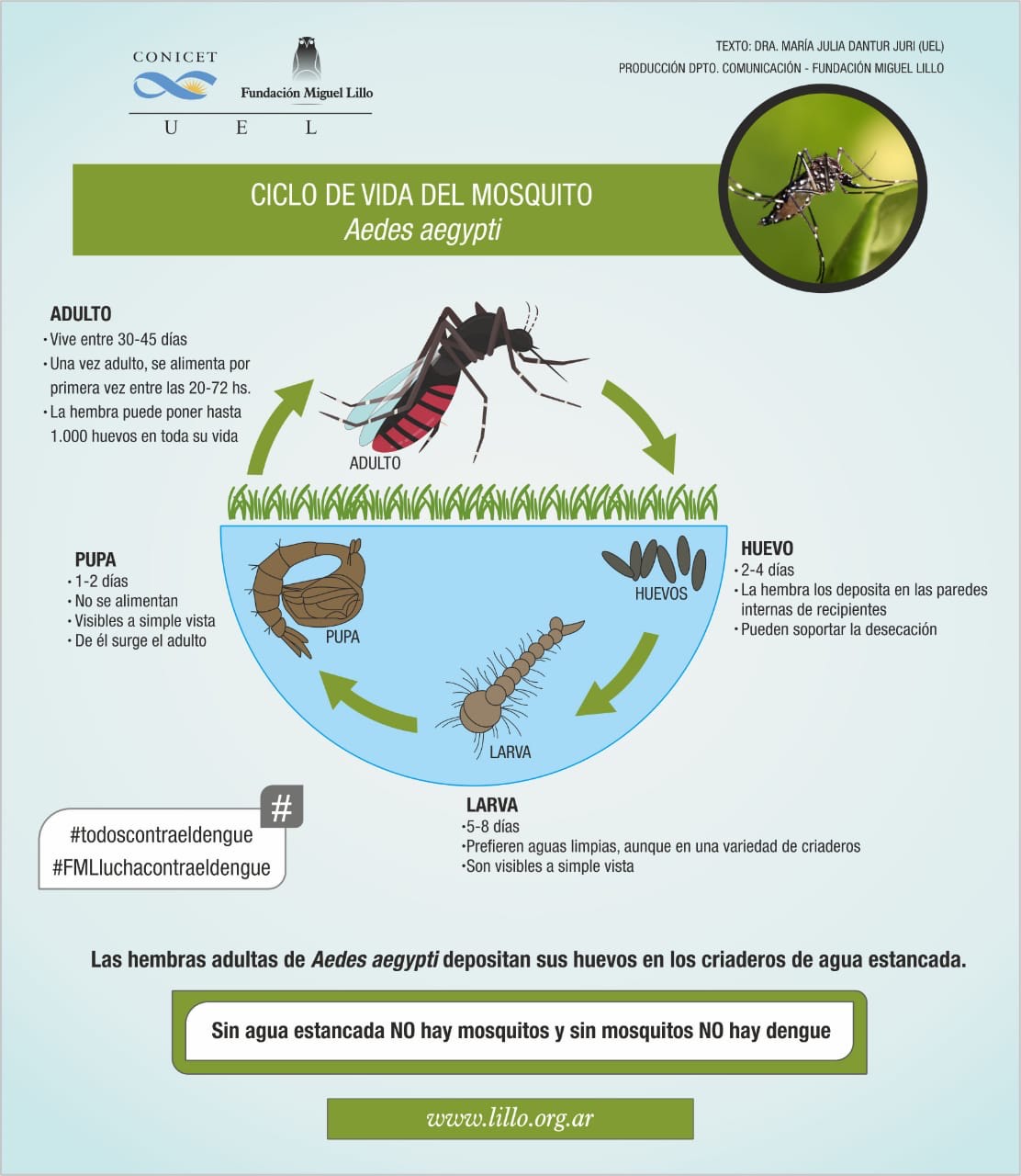 Dengue: ciclo de vida del mosquito