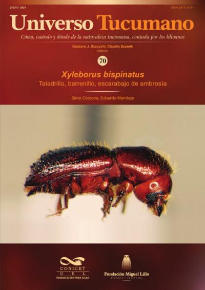 Universo Tucumano 70 (2021): Taladrillo, barrenillo, escarabajo de ambrosía