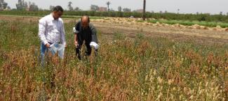 Cultivo de quinoa en Egipto