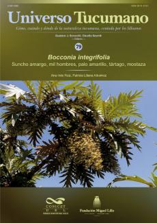 Universo Tucumano 79 (2022): Suncho amargo, mil hombres, palo amarillo, tártago, mostaza (Bocconia integrifolia)