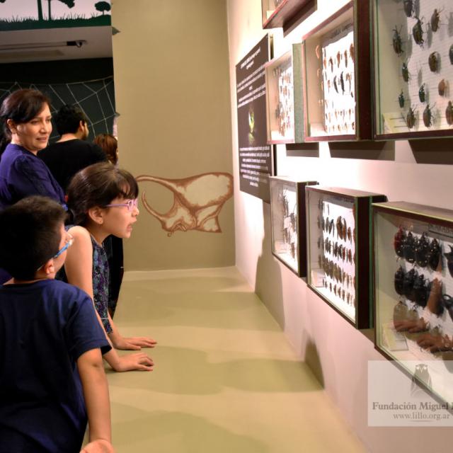 Exhibición de Entomología