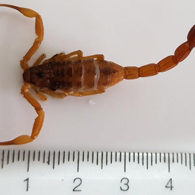 Los alacranes venenosos tienen pinzas largas y poseen en el telson (cola) una especie de "doble aguijón". Tityus trivittatus. Foto Augusto Franck