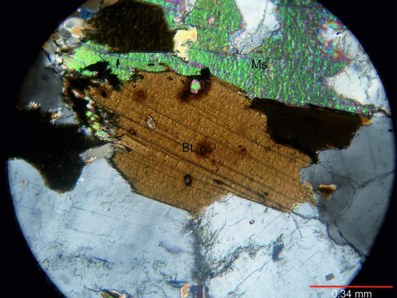 Archivo:108-Biotita y muscovita c nicoless.jpg