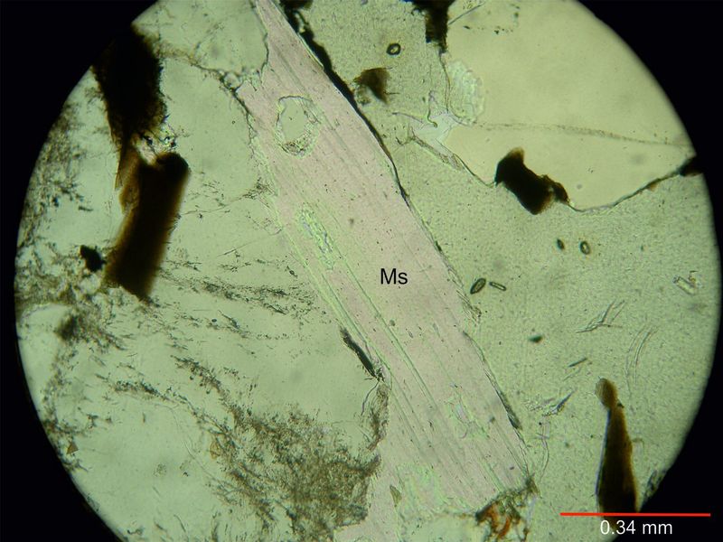 Archivo:109-Muscovita sin nicoles.jpg