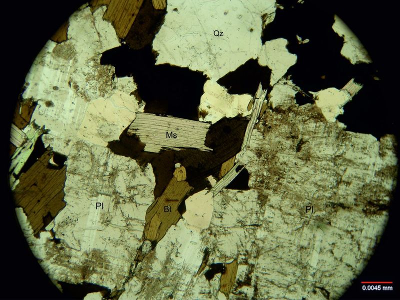 Archivo:113-Biotita y muscovita sin nicoles.jpg