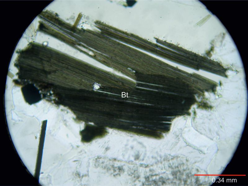 Archivo:56-Biotita sin nicoles.jpg