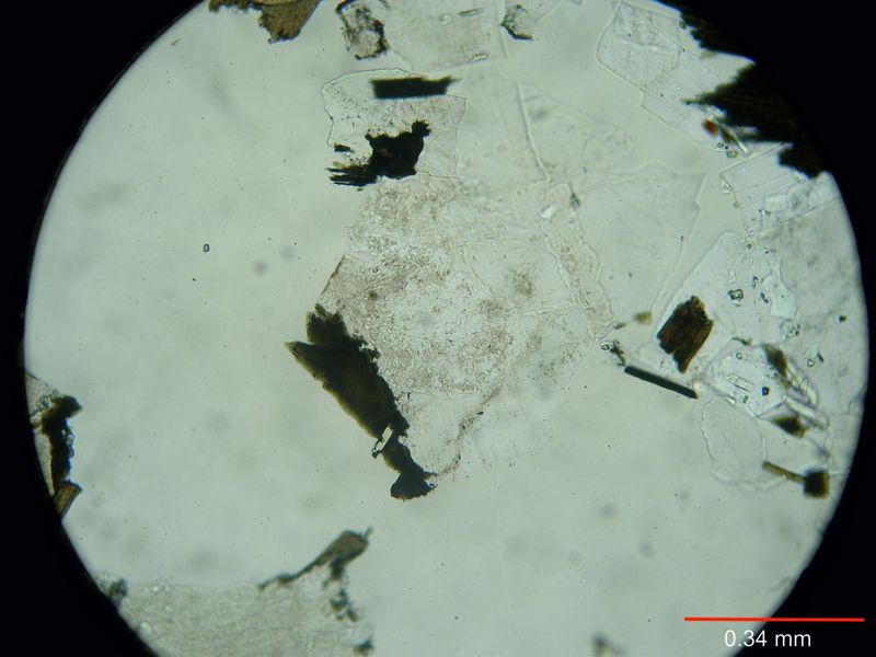 Archivo:111-Mirmequita s nicoles.jpg