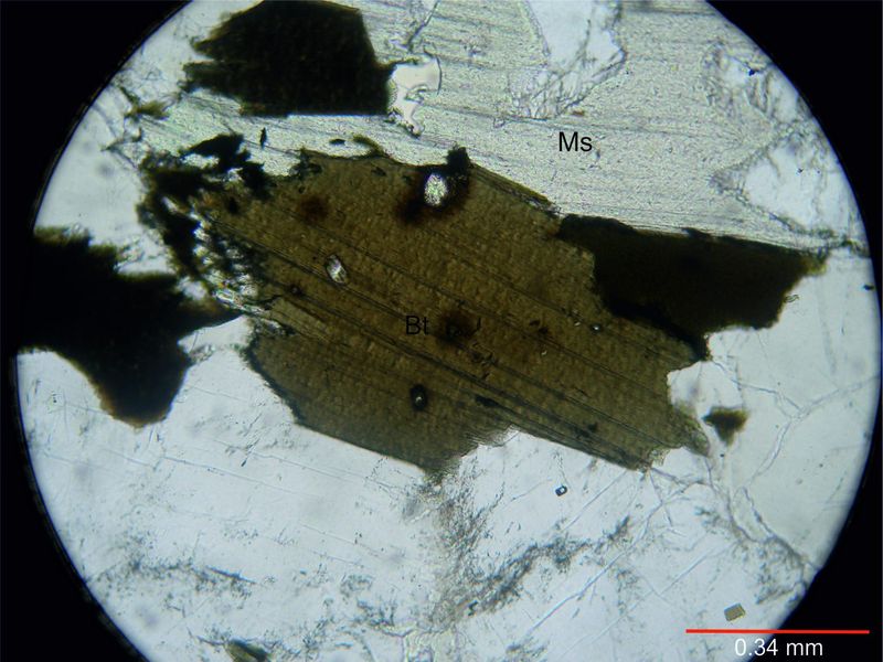 Archivo:108-Biotita y muscovita sin nicoles.jpg