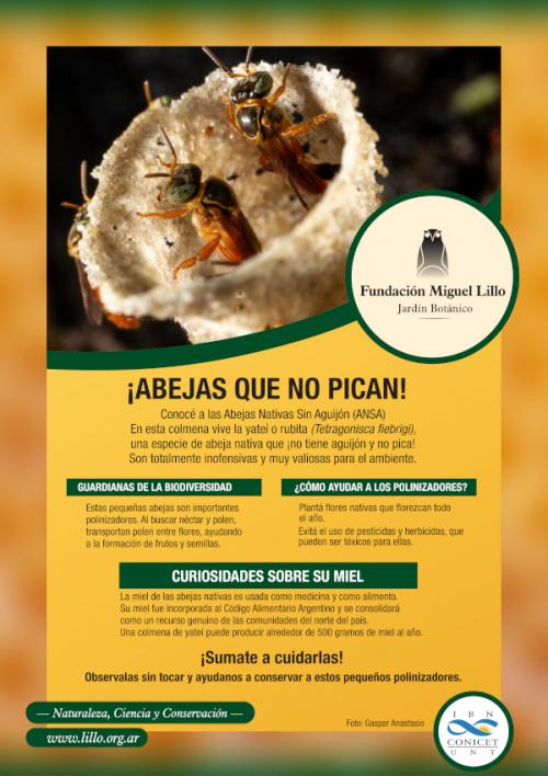 ¡Abejas que no pican!