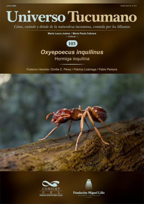 Universo Tucumano 103 (2025): Hormiga inquilina (Oxyepoecus inquilinus)