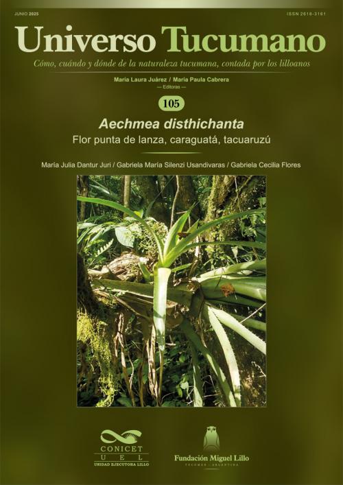 Universo Tucumano 105 (2025): Flor punta de lanza, caraguatá, tacuaruzú (Aechmea distichantha)