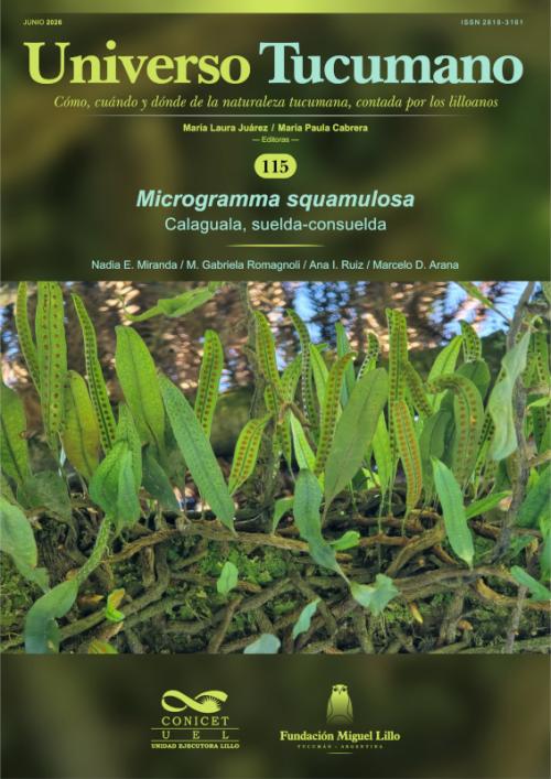 Universo Tucumano 115 (2026): Calaguala, suelda-consuelda (Microgramma squamulosa)