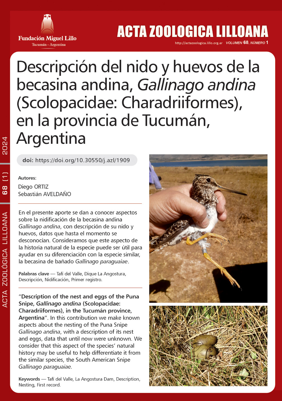 Descripción del nido y huevos de la becasina andina, Gallinago andina (Scolopacidae: Charadriiformes), en la provincia de Tucumán, Argentina