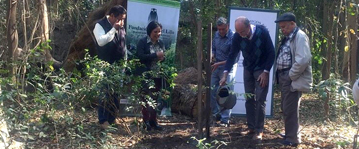 FML y Sociedad Amigos del Árbol plantaron un cedro "cedrela lilloi" celebrando el Día del Árbol