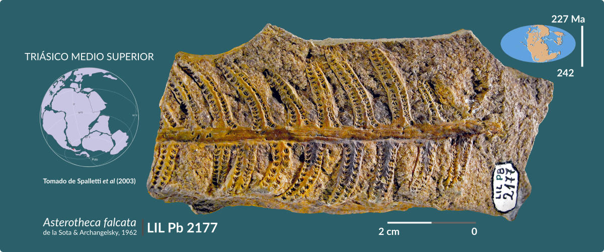 LIL-PB 2177: Asterotheca falcata de la Sota & Archangelsky, 1962