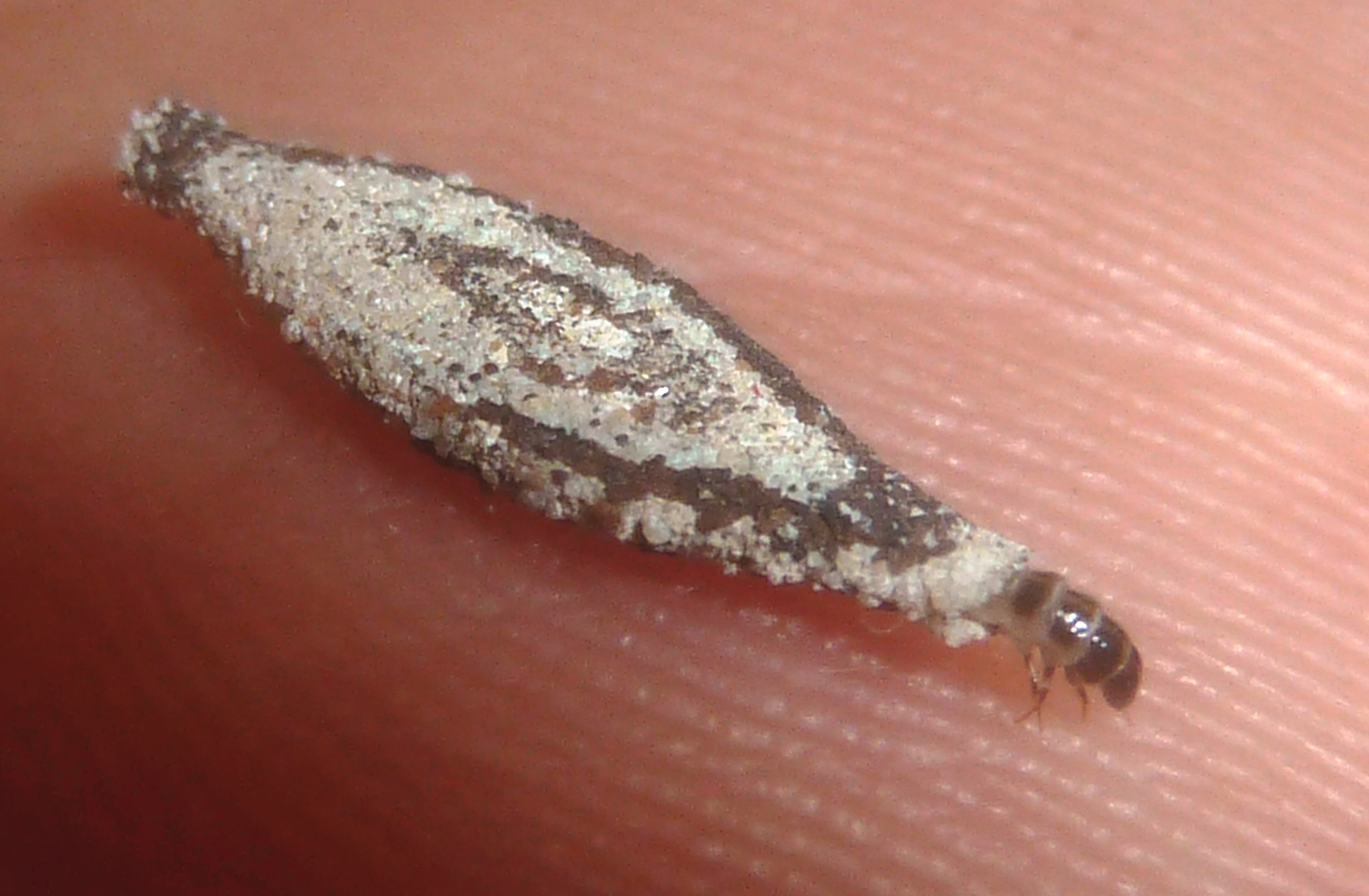Larva de Tinea pellionella (polilla)