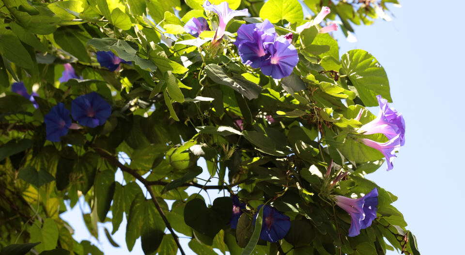 Campanita azul (ipomea), Jardín Botánico, Fundación Miguel Lillo.