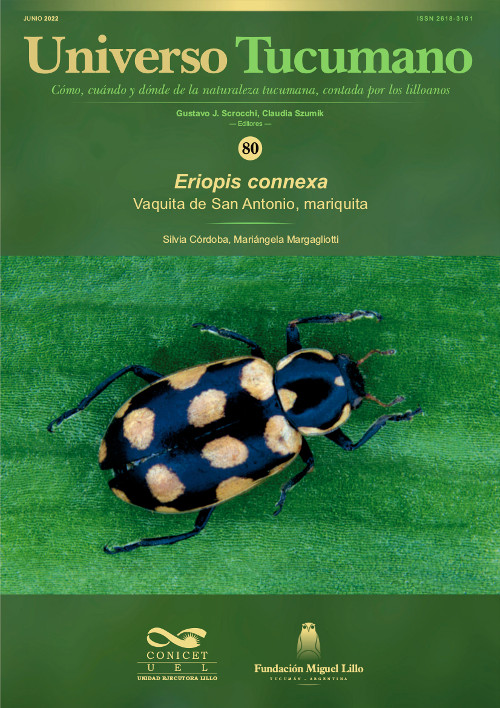 Universo Tucumano 80 (2022): Vaquita de San Antonio, mariquita (Eriopis connexa)