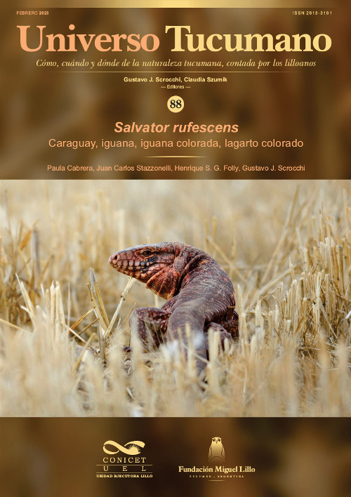 Universo Tucumano 88 (2023): Caraguay, iguana, iguana colorada, lagarto colorado (Salvator rufescens)