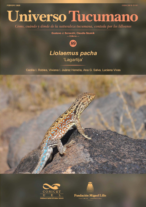 Universo Tucumano 89 (2023): Lagartija (Liolaemus pacha)