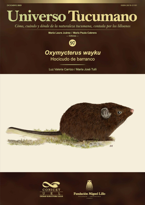 Universo Tucumano 97 (2023): Hocicudo de barranco, Oxymycterus wayku