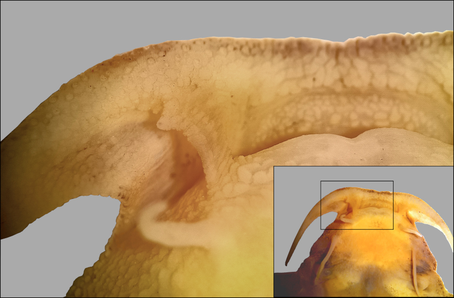Científicos de la FML descubren nueva especie de bagre en el Bermejo