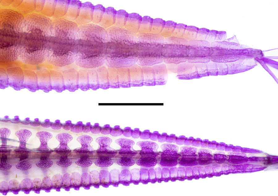 Científicos de la FML descubren nueva especie de bagre en el Bermejo