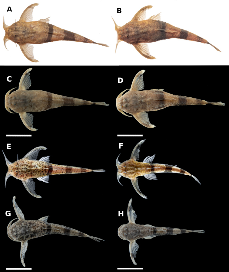 Científicos de la FML descubren nueva especie de bagre en el Bermejo