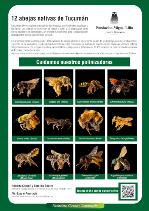 12 abejas nativas de Tucumán
