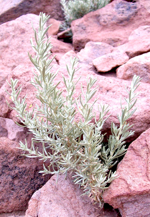 Artemisia copa, la “copa-copa” es una planta aromática con amplio uso en la medicina tradicional andina y del Noroeste Argentino.