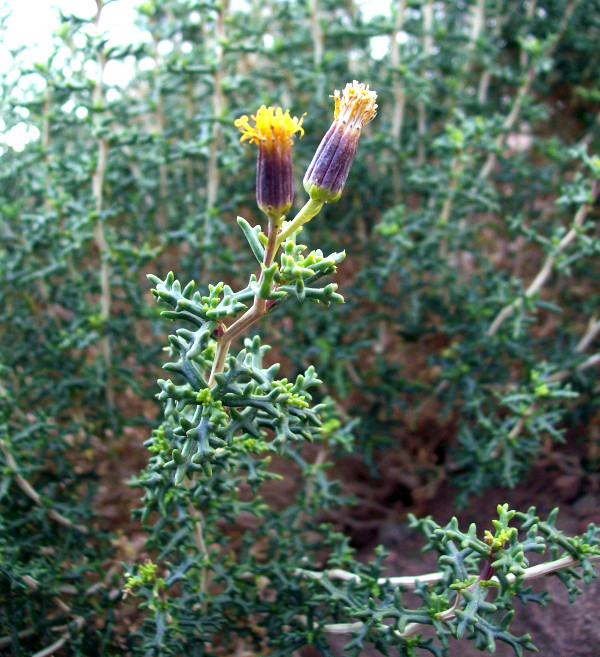 Senecio virids var. viridis, comúnmente conocida como "mocora" es una planta aromática de la Puna.