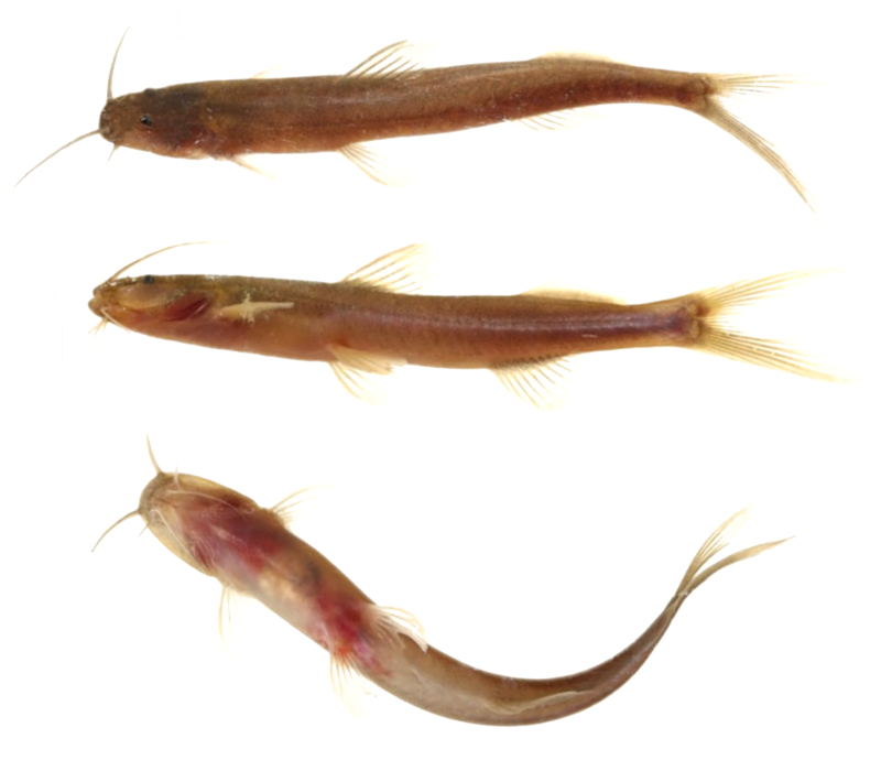 Orgullo lilloano: descubren una nueva especie de pez en el Bermejo