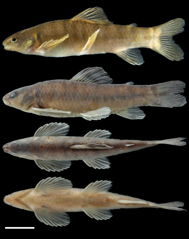 De Argentina al mundo: descubren tres nuevas especies de peces
